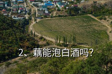 2、藕能泡白酒嗎？