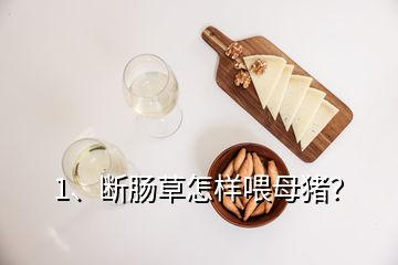 1、斷腸草怎樣喂母豬？