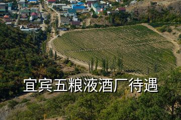 宜賓五糧液酒廠待遇