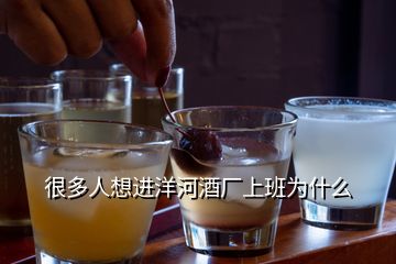 很多人想進(jìn)洋河酒廠上班為什么