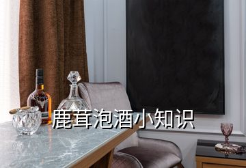 鹿茸泡酒小知識