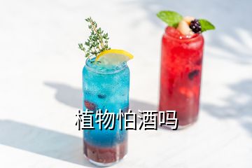 植物怕酒嗎