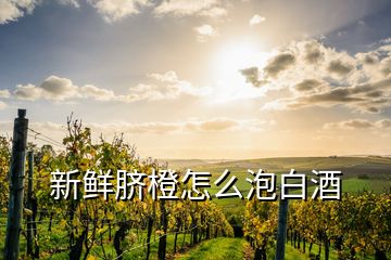 新鮮臍橙怎么泡白酒