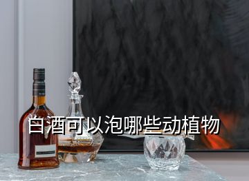 白酒可以泡哪些動植物
