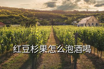 紅豆杉果怎么泡酒喝