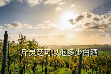 一斤靈芝可以泡多少白酒