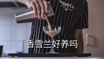 香雪蘭好養(yǎng)嗎