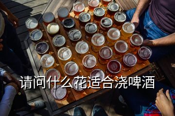 請問什么花適合澆啤酒