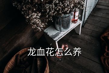 龍血花怎么養(yǎng)