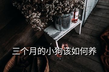 三個(gè)月的小狗該如何養(yǎng)