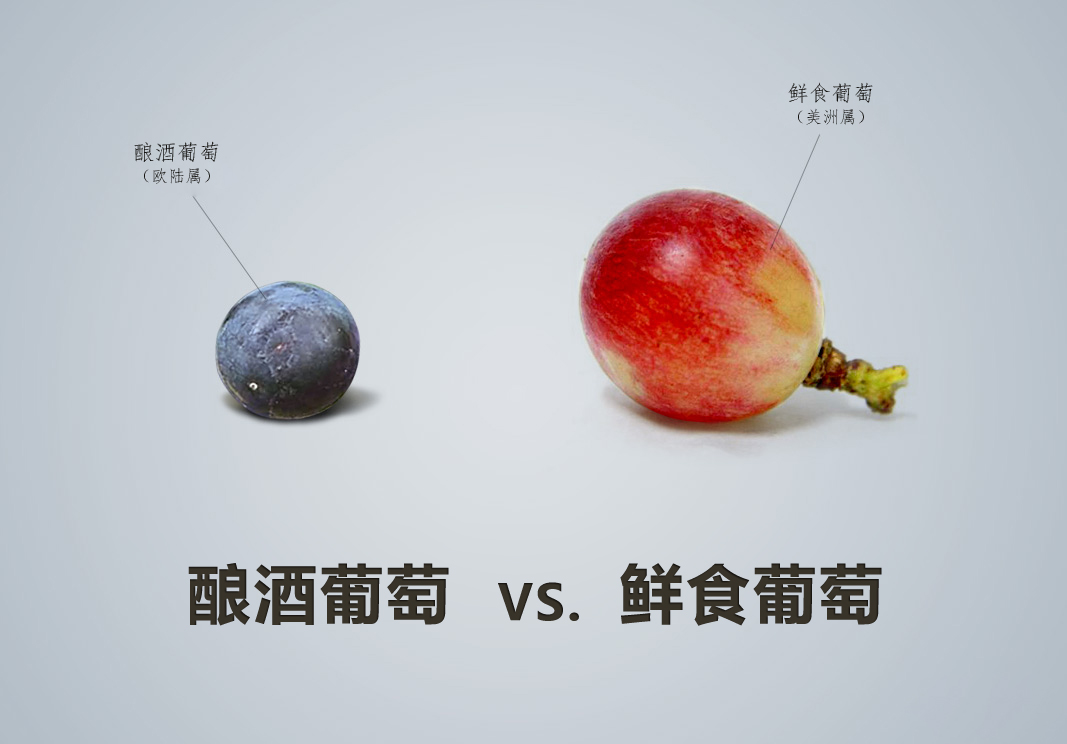 紅酒品種怎么認(rèn)，從葡萄品種入手這是最基本的方法