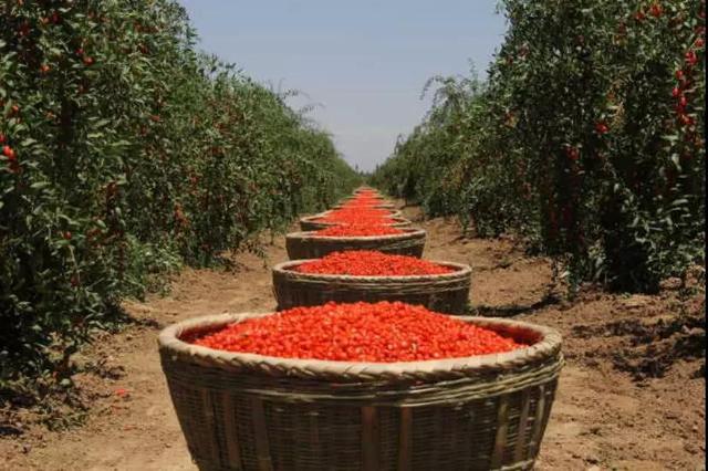 寧夏鋼鐵、寧夏紅董事長曹廣江正式“官宣”：寧鋼61年積淀為基座，有信心承載寧夏紅的未來