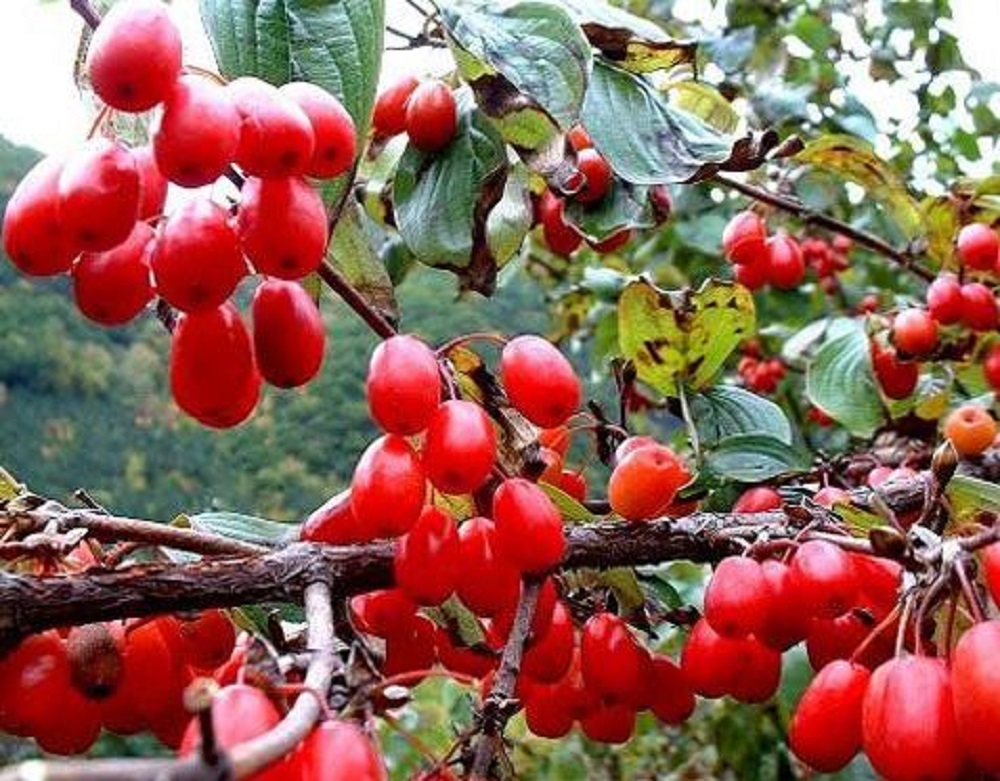 山茱萸可以泡酒嗎？山茱萸怎么泡酒