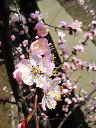 吉林桃花十里醉多少錢(十里桃花醉酒多少錢)