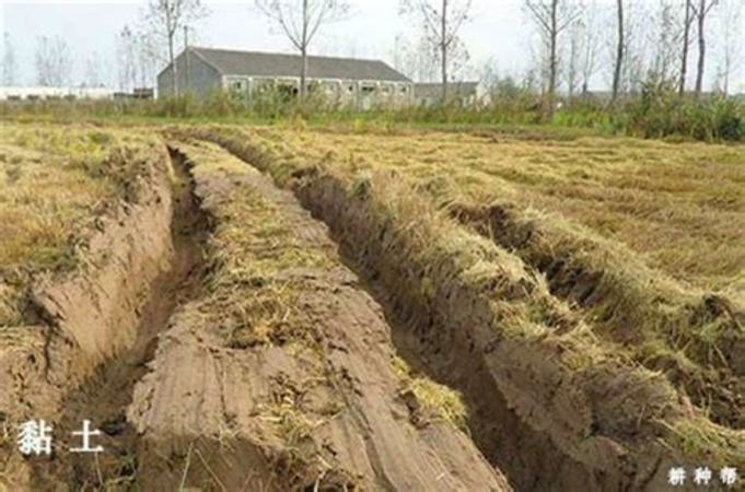 四川土壤怎么種植葡萄,種植葡萄的土壤