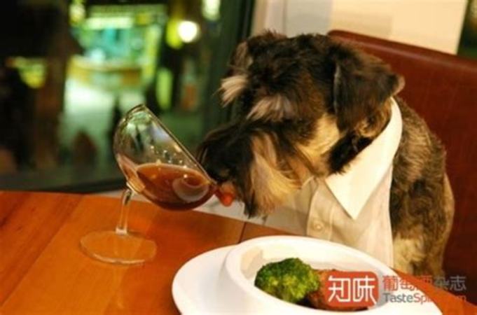 為什么喝澳洲葡萄酒,澳洲葡萄酒反傾銷