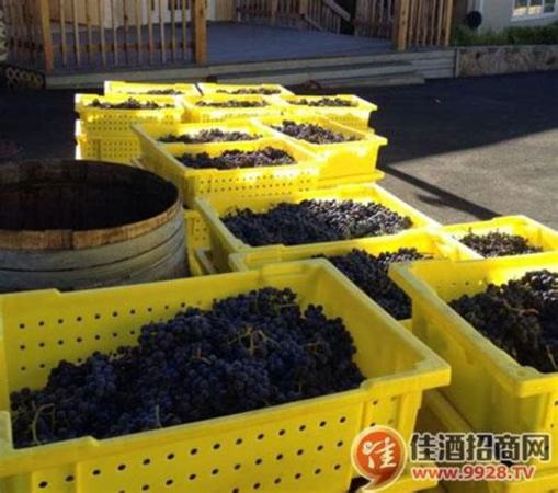 釀酒葡萄哪里賣,16大釀酒葡萄品種